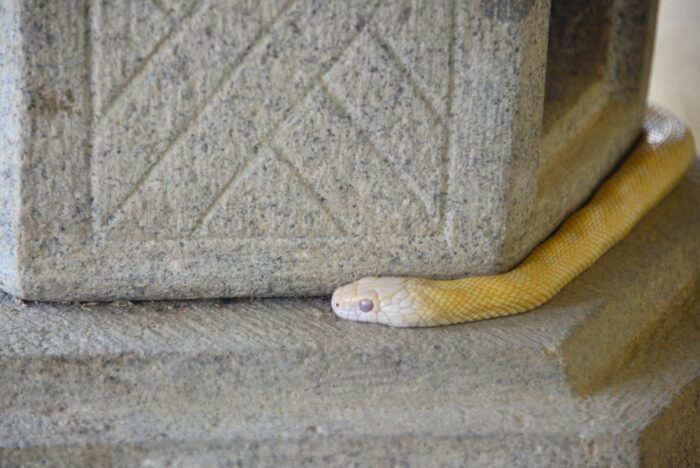 龍にまつわるおすすめ神社⑧：白龍大神社（大阪府）