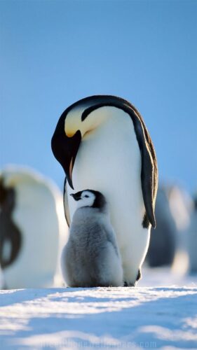 幸運を呼ぶ待ち受け②：ペンギンの画像