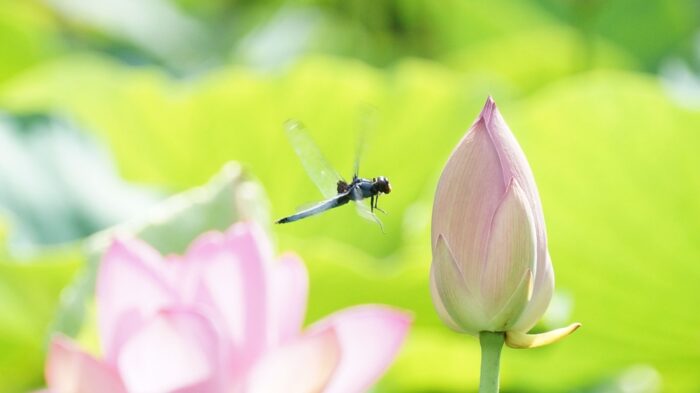 まっすぐ飛ぶ習性