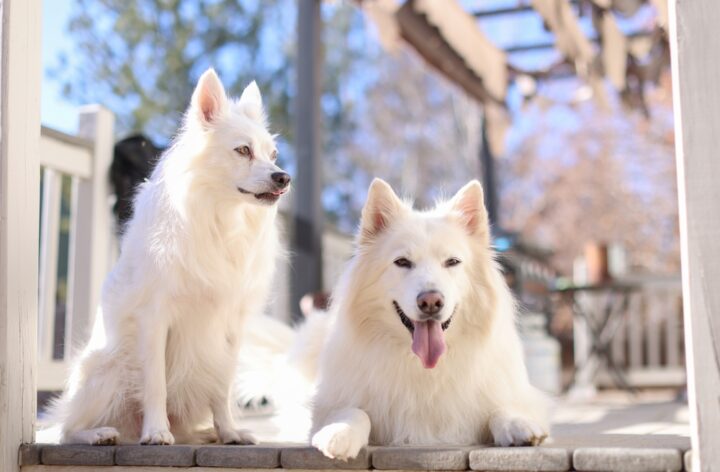 「白い犬がたくさんいる夢」の意味 「白い犬がたくさんいる夢」の意味
