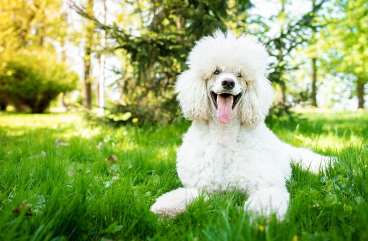 白い犬の夢は宝くじが当たる前兆?白い犬の夢の基本的な意味も! 白い犬の夢は宝くじが当たる前兆?白い犬の夢の基本的な意味も!