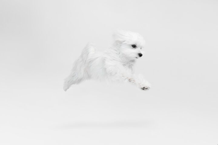 特に宝くじが当たりやすい白い犬の夢とは? 特に宝くじが当たりやすい白い犬の夢とは?