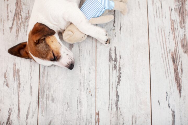 白い犬の夢の意味をシチュエーションや数・大きさ別に解説! 白い犬の夢の意味をシチュエーションや数・大きさ別に解説!