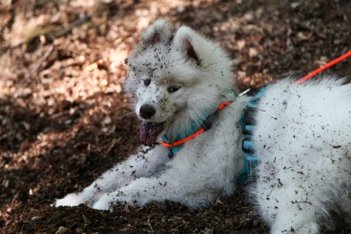 「白い犬が地面を掘り返している夢」の意味 「白い犬が地面を掘り返している夢」の意味