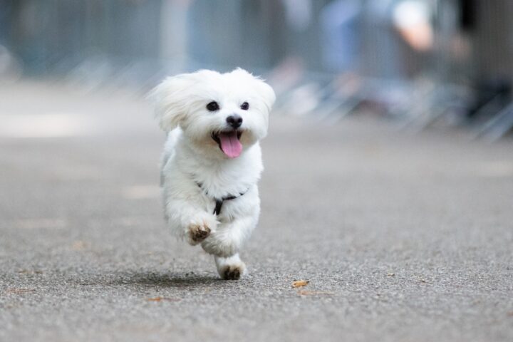 「白い犬が元気に走り回る夢」の意味 「白い犬が元気に走り回る夢」の意味